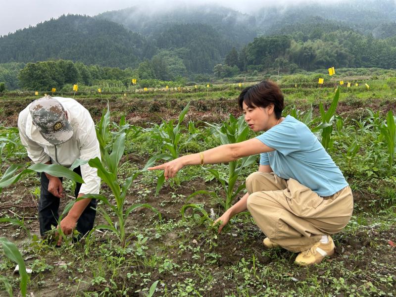 县人大代表蔡冬华（右）在黑玉米种植基地察看玉米长势，进行田间管护