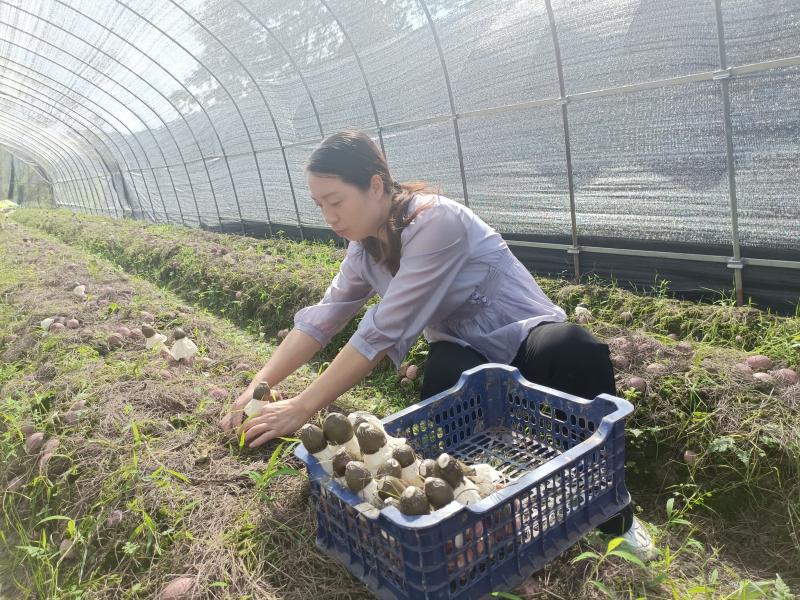 费亚梅正在采摘新鲜冒出头的红托竹荪